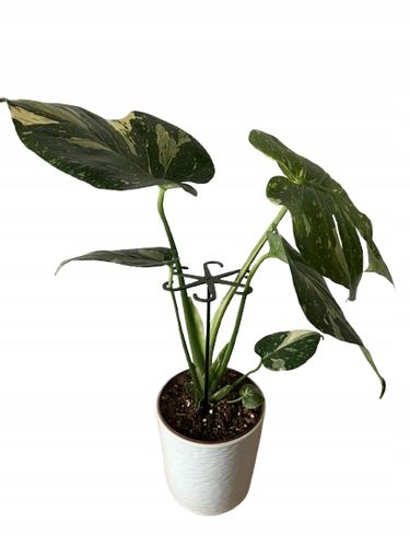 Podpórki do kwiatów podpórka chwytak z prętem 33cm OCTOPUS M 15cm 3 szt. na Arena.pl