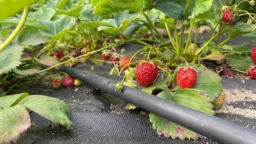 LINIA KROPLUJĄCA NAWADNIANIE KROPELKOWE 400m WĄŻ KROPELKUJĄCY BARDZO MOCNY na Arena.pl