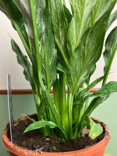 Spathiphyllum Diamond variegated Skrzydłokwiat z biało zielony liśćmi na Arena.pl