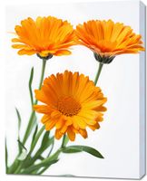 Obraz 70x90cm Słoneczne Kalendule