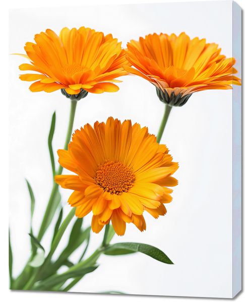 Obraz 70x90cm Słoneczne Kalendule zdjęcie 1
