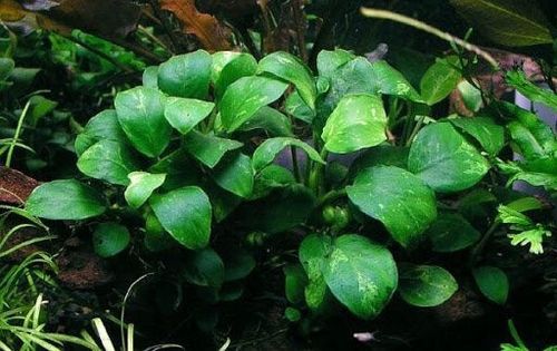 Anubias barteri var. nana 'Petite' Koszyk Ø 5,5 cm na Arena.pl