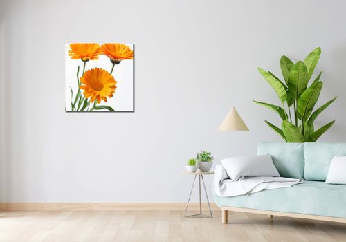 Obraz 60x60cm Słoneczne Kalendule na Arena.pl