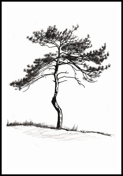 Plakat 68x101cm Samotna Sosna zdjęcie 3