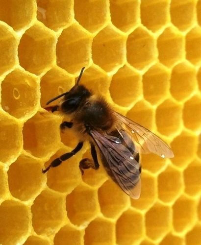 NATURALNA ŚWIECA ŚWIECZKA Z WOSKU PSZCZELEGO 100% WOSK PSZCZELI 11 na Arena.pl