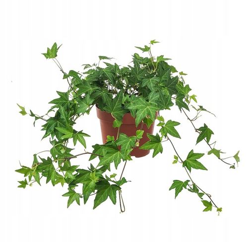 Hedera Wonder BLUSZCZ Piękne ZIELONE PNĄCZE roz. M - ŁATWA UPRAWA na Arena.pl