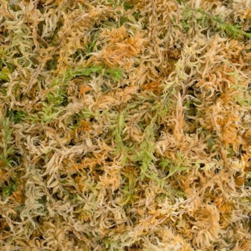 Mech Sphagnum Torfowiec BESGROW SpagMoss 150g 12L Mech Spagnum Podłoże na Arena.pl