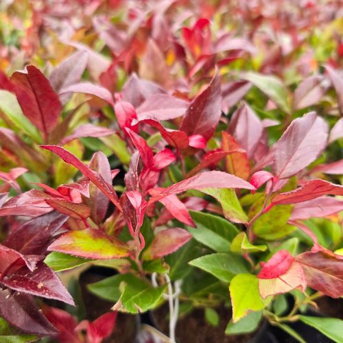 Kiścień RED LIPS 20-40cm Wyjątkowy Krzew na Arena.pl