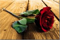 product-compare-58694533