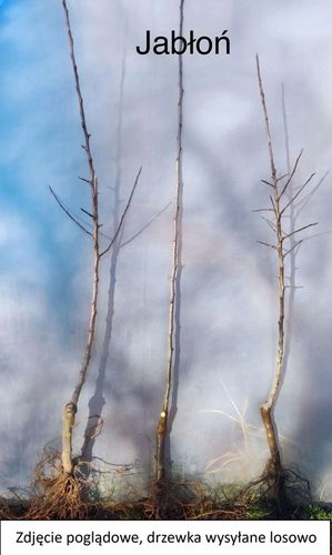 Jabłoń PAPIERÓWKA Oliwka żółta/ ODMIANA DESEROWA na Arena.pl