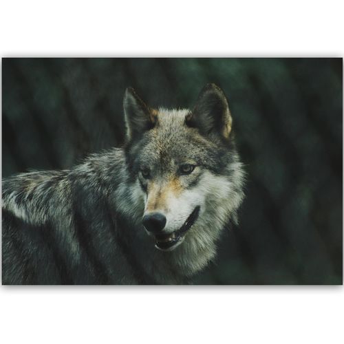 Deco Panel, Szary wilk 120x80 na Arena.pl