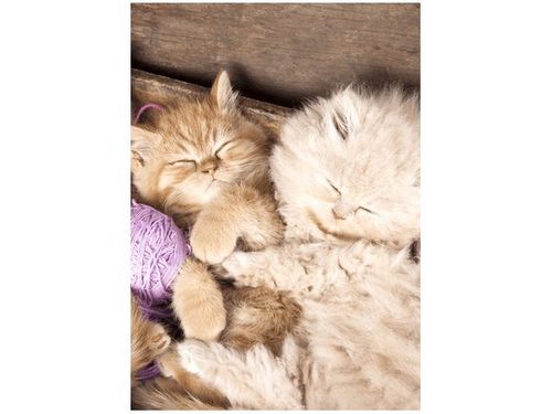 OBRAZ DRUK ŚPIĄCE KOTY MISCE na Arena.pl