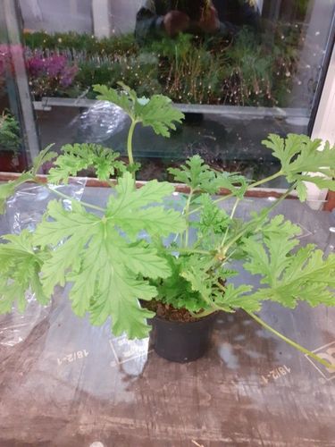 GERANIUM ANGINKA Pelargonium graveolens don.13cm na Arena.pl