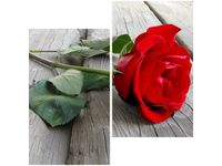 60X60CM RÓŻA DESKACH DWU OBRAZ ŚCIAN