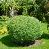 Wierzba purpurowa 'Nana' Miniaturka (Salix purpurea) Doniczka 2.0L