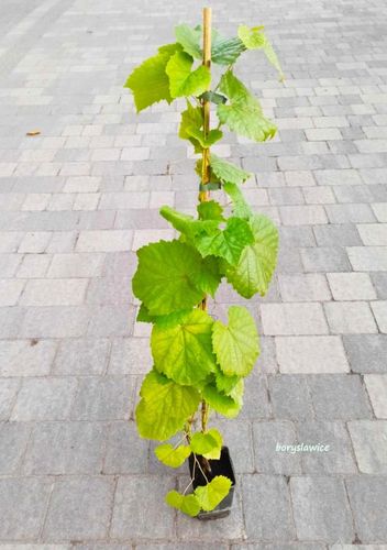 Winorośl pachnąca  'Tomek' (Vitis) w doniczkach P11, wysokość 50-70 cm na Arena.pl