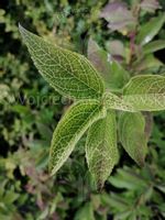 Forsycja zielona Kumson oryginalny rzadki okaz