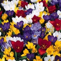 Cebulki krokusów ZESTAW NIESPOTYKANE KOLORY 50 szt.