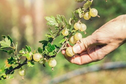 Nawóz do truskawek Florovit 3kg na Arena.pl