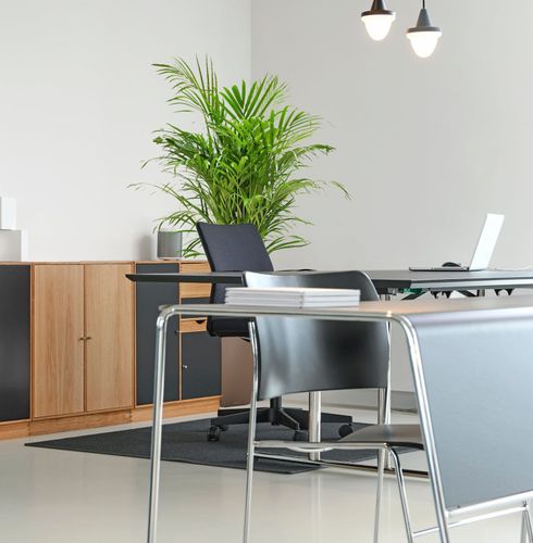 PALMA AREKA (ARECA) 150 cm na Arena.pl