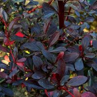 Berberys Thunberga 'Red Chief' Bordowe Liście (Berberis thunbergii) 3.0L