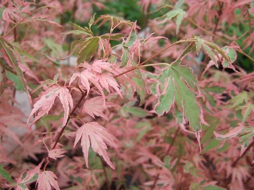 Klon palmowy Taylor 30-50cm C2 na Arena.pl