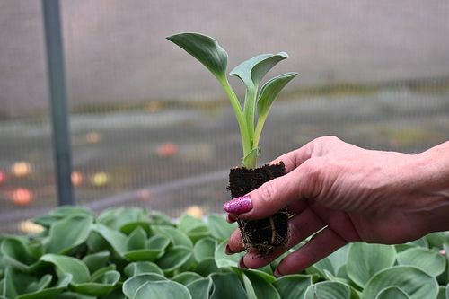 Funkia Blue Mouse Ears - Hosta hybrid na Arena.pl