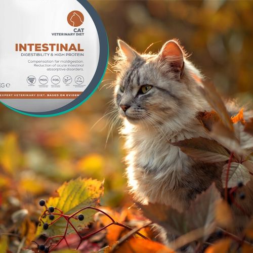 Sucha karma dla kotów wsparcie trawienia Vet Expert Intestinal 2 kg na Arena.pl