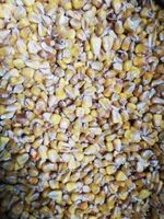 Ziarno Kukurydzy Kukurydza Pasza Zanęta Pokarm