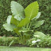 Alokazja alocasia Borneo King sadzonka C2