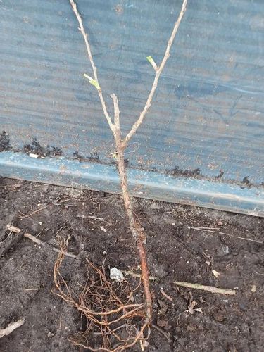 JAGODA KAMCZACKA LININGRADSKIJ VELIKAN wielkoowocowe - sadzonki 30 / 50 cm na Arena.pl