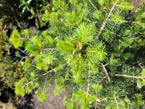 Jodła górska Abies Lasiocarpa SADZONKI 3lata GK 20-30cm na Arena.pl