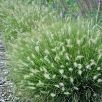 Rozplenica japońska LITTLE BUNNY Na rabaty Niewysoka trawa Sadzonki P9