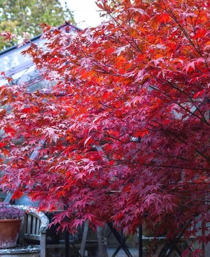 Klon Palmowy ATROPURPUREUM Sadzonka 1L na Arena.pl