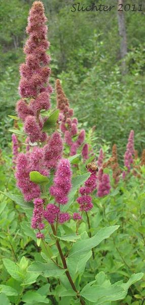 GK TAWUŁA MENZESA 50 CM. zdjęcie 1