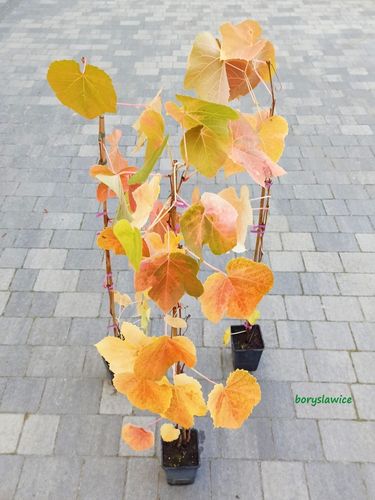 Winorośl 'Zilga' (Vitis) w doniczkach P11, wysokość 70-100 cm na Arena.pl