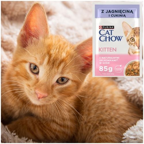 karma mokra dla kociąt purina cat chow kitten jagnięcina z cukinią 85 g na Arena.pl