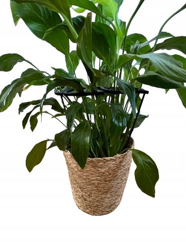 Podpórki do roślin kwiatów podpórka podpora obręcz RING MONSTERA M 33cm na Arena.pl