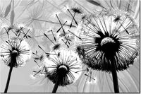 60CM 40CM OBRAZ ŚCIENNY BIAŁE DMUCHAWCE SZARYM TLE DRUK PŁÓTNO RAMA