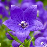 Rozwar wielkokwiatowy 'Astra Blue' Niebieski (Platycodon grandiflorus) 1.0L