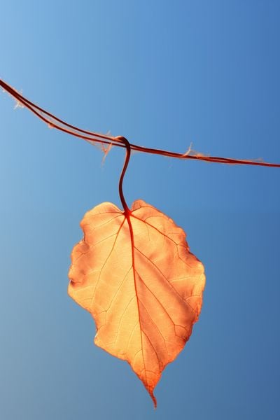 Plakat 40x60cm Ostatni Liść zdjęcie 1