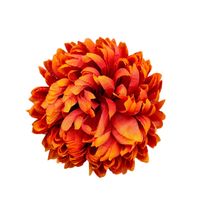 Chryzantema wyr. ananas dk.flame '167 6 szt