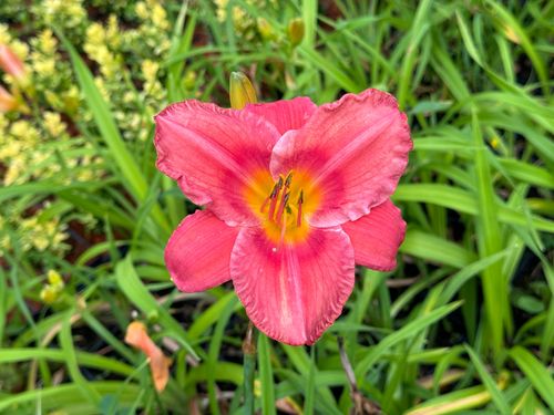Liliowiec 'Chicago Firecracker' Czerwony (Hemerocallis) Doniczka 2.0L na Arena.pl