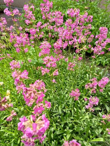 Firletka smółka - Lychnis viscaria na Arena.pl