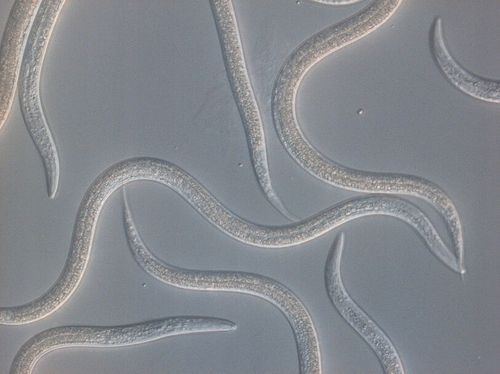 FELTI 2,5 mln pożyteczne NICIENIE bio preparat na ZIEMIÓRKI na Arena.pl