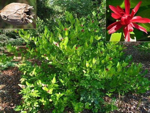 Kielichowiec wonny sadzonki P9 na Arena.pl