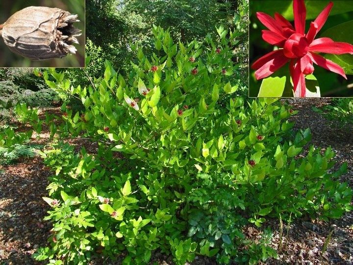 Kielichowiec wonny sadzonki P9 zdjęcie 4