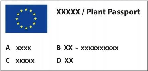 Ligustr pospolity - Liguster - Żywopłot -- 20-50cm --- 100szt. na Arena.pl