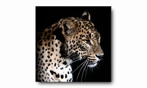 OBRAZ NA PŁÓTNIE 051 Lampart 60x60cm na Arena.pl