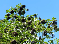 BEZ CZARNY  leczniczy - sadzonki 80 / 100 cm